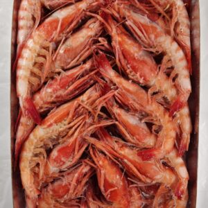 CREVETTE VIOLETTE: ARISTEUS ANTENNATUS