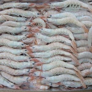 CHEVRETTE : PARAPENAEUS LONGIROSTRIS